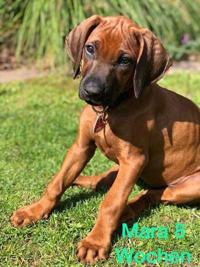 Rhodesian Ridgeback-Beitrag-Bild