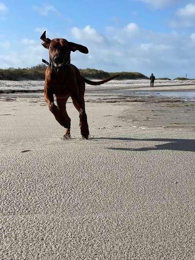 Rhodesian Ridgeback-Beitrag-Bild
