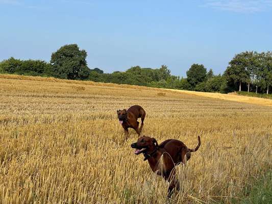 Rhodesian Ridgeback-Beitrag-Bild