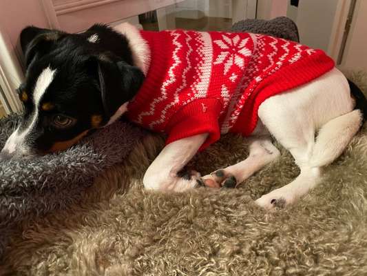 Dansky (Dansk-Svensk Gårdshund)-Beitrag-Bild