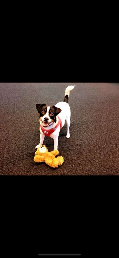 Dansky (Dansk-Svensk Gårdshund)-Beitrag-Bild