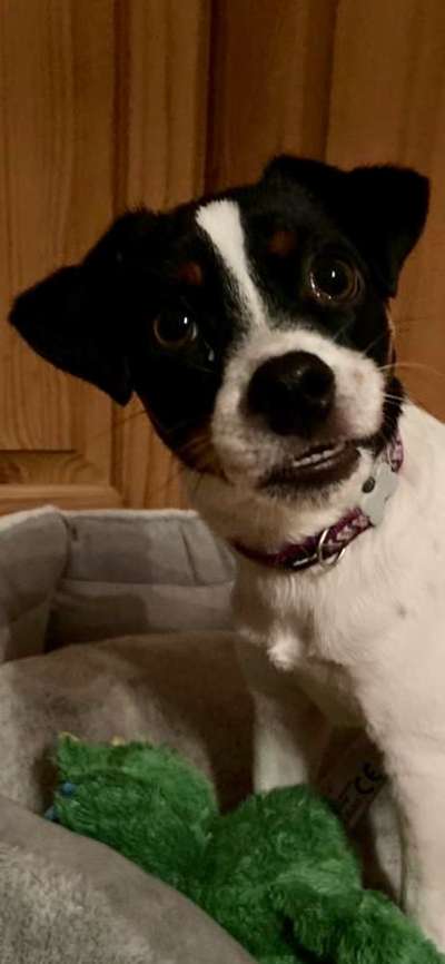 Dansky (Dansk-Svensk Gårdshund)-Beitrag-Bild