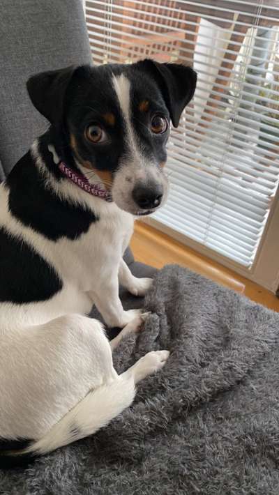 Dansky (Dansk-Svensk Gårdshund)-Beitrag-Bild