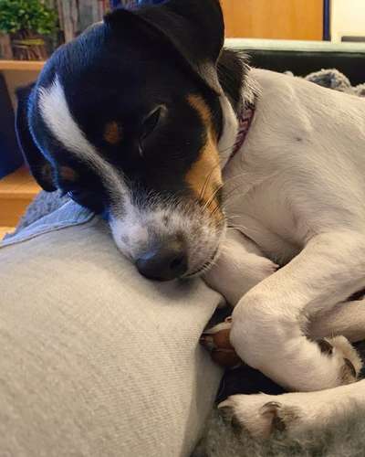 Dansky (Dansk-Svensk Gårdshund)-Beitrag-Bild