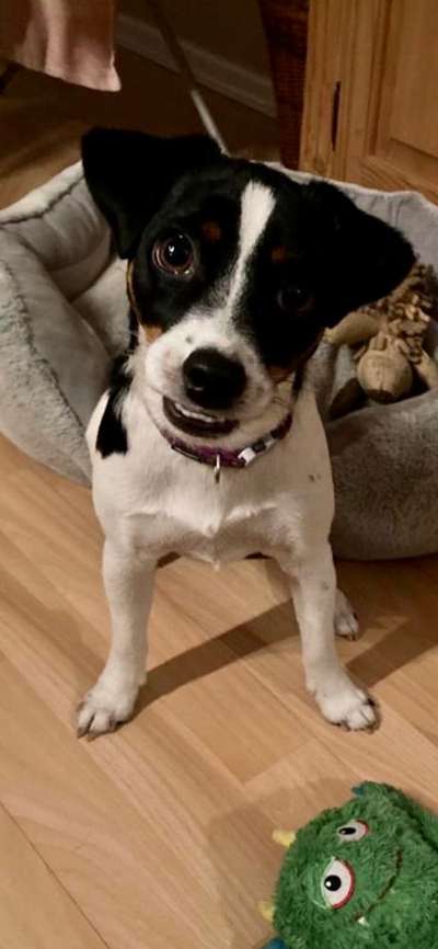 Dansky (Dansk-Svensk Gårdshund)-Beitrag-Bild