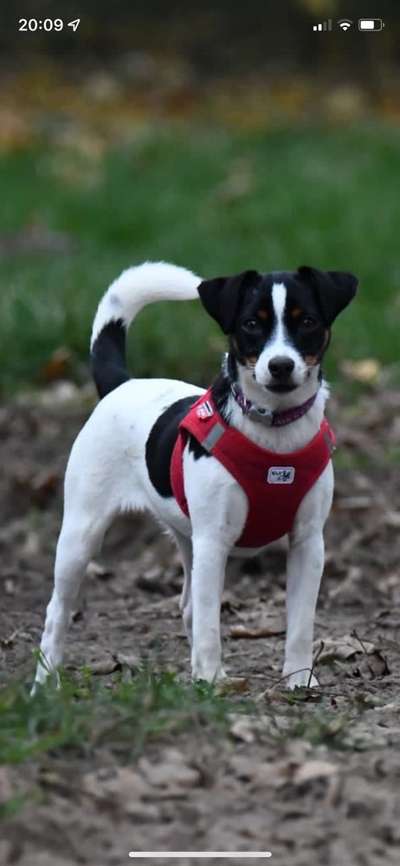 Dansky (Dansk-Svensk Gårdshund)-Beitrag-Bild