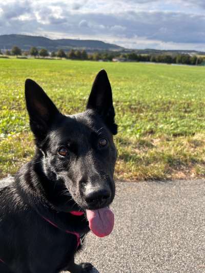 Hundetreffen-Gemeinsame Spaziergänge-Bild