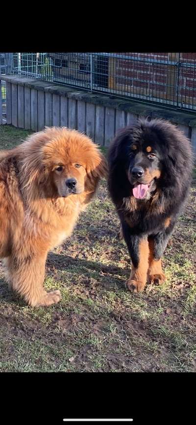 Seltene Rassen!-Beitrag-Bild