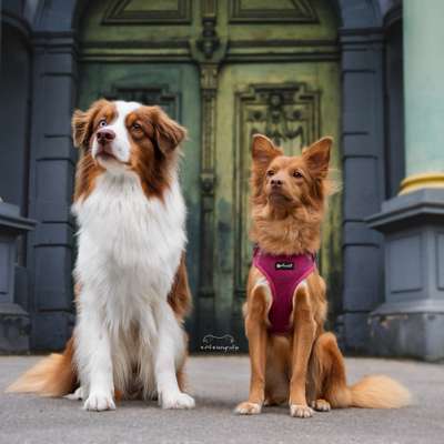 Hundetreffen-Gemeinsame Gassirunde im Augsburger Raum-Bild