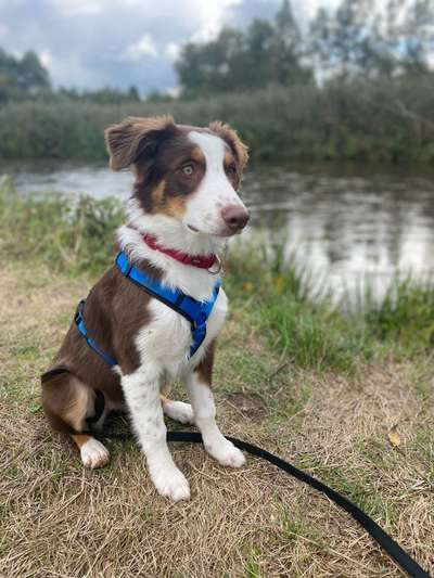 Hundetreffen-Hundekontakt-Bild