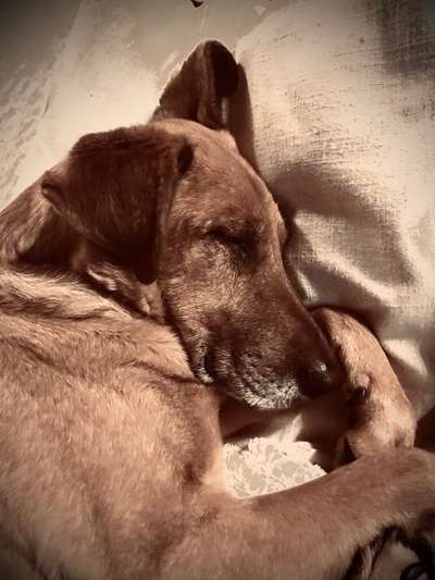 Fotochallenge Nr. 56 - geliebte Senioren-Beitrag-Bild