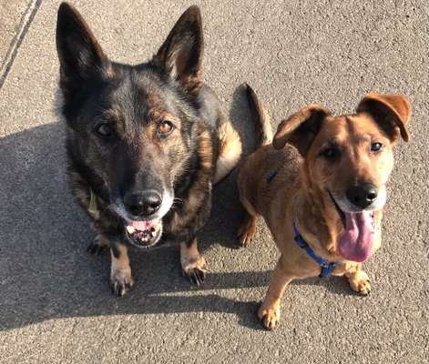 Die Dogorama Wochen Challenge "Friends will be Friends"-Beitrag-Bild