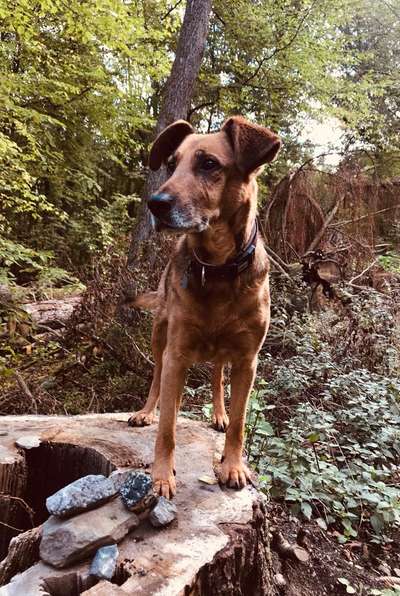 Die Dogorama Kalender Challenge Titelbild-Beitrag-Bild