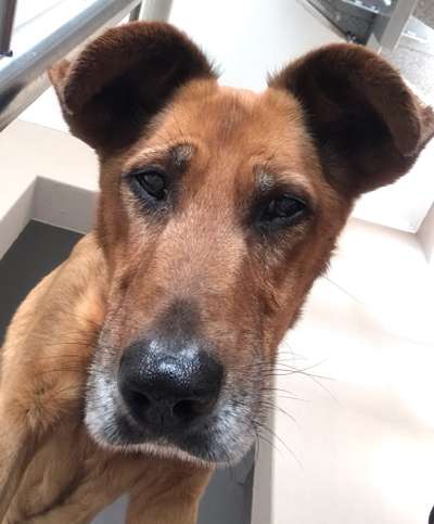 CHALLENGE NR. 19 - Der Hundeblick-Beitrag-Bild