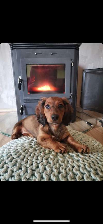 Welpen Bilder !-Beitrag-Bild