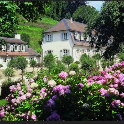Hundetreffen-Hundewanderung an der Bergstraße-Bild