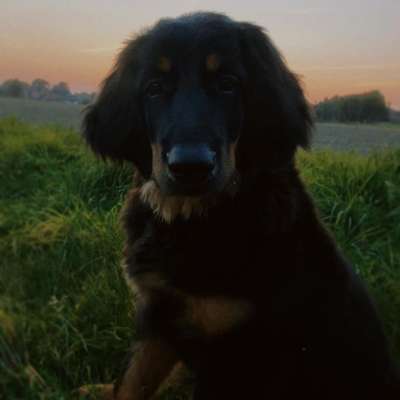 Hovawart-Beitrag-Bild