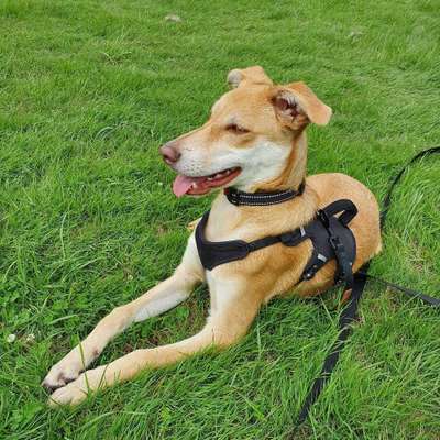 Hundetreffen-Hundetreffen in Köln Seeberg-Bild