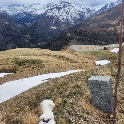 Hundetreffen-Spielgefährten gesucht-Bild