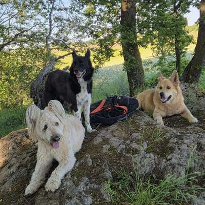 Hundetreffen-Weniger Gassi - mehr Natur