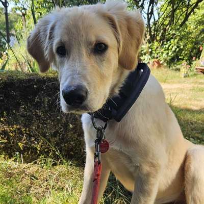 Hundetreffen-Spielgefährte-Bild