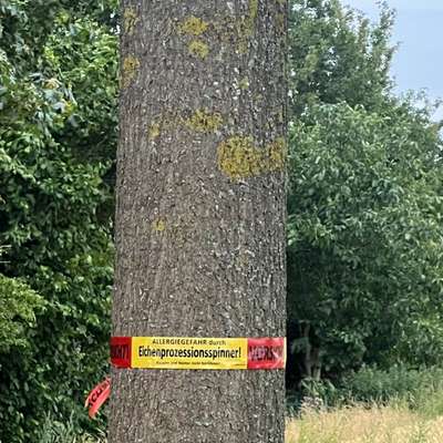 Giftköder-Eichenprozessionsspinmer-Bild