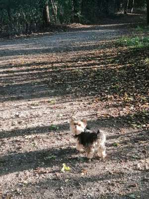 Hundeauslaufgebiet-Delmegrund Hundefreilauf-Bild