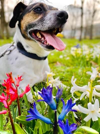 Challenge 23 : "  Euer Hund beim Frühlingserwachen "-Beitrag-Bild