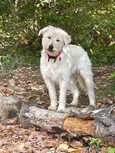 Auslandstierschutz-Beitrag-Bild