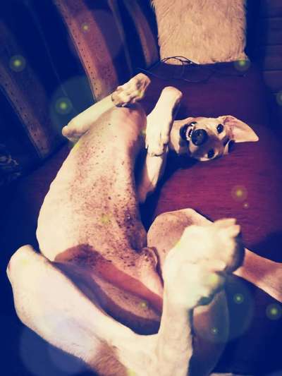 Windhunde - Treffen der besonderen Schönheiten
HERZLICH WILLKOMMEN-Beitrag-Bild