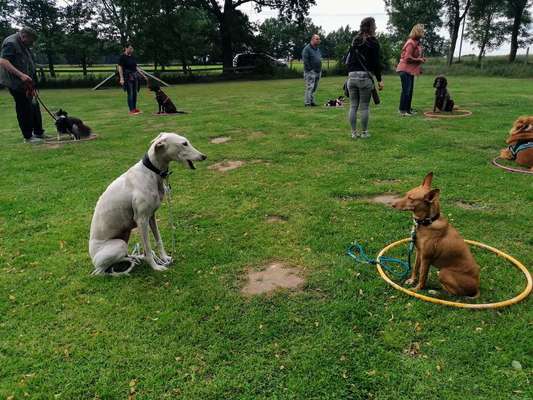Windhunde - Treffen der besonderen Schönheiten
HERZLICH WILLKOMMEN-Beitrag-Bild