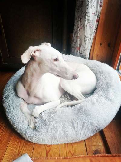 Windhunde - Treffen der besonderen Schönheiten
HERZLICH WILLKOMMEN-Beitrag-Bild