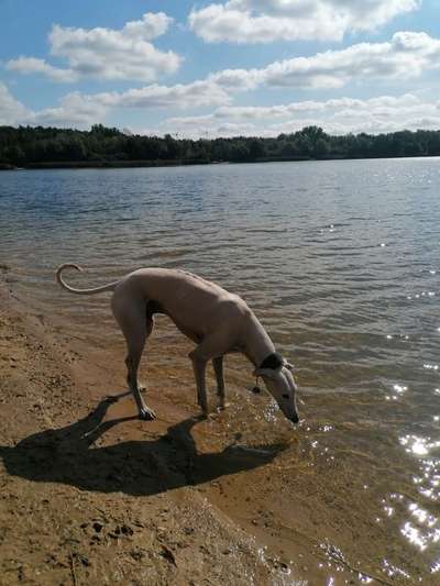 Windhunde - Treffen der besonderen Schönheiten
HERZLICH WILLKOMMEN-Beitrag-Bild