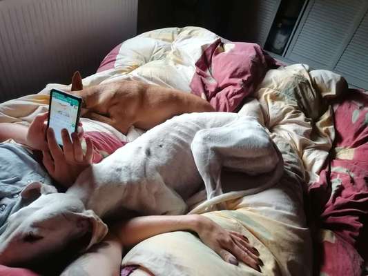 Windhunde - Treffen der besonderen Schönheiten
HERZLICH WILLKOMMEN-Beitrag-Bild