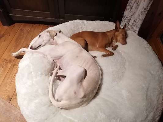 Windhunde - Treffen der besonderen Schönheiten
HERZLICH WILLKOMMEN-Beitrag-Bild