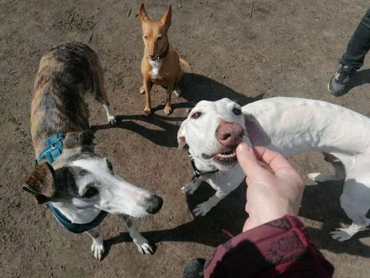 Windhunde - Treffen der besonderen Schönheiten
HERZLICH WILLKOMMEN-Beitrag-Bild