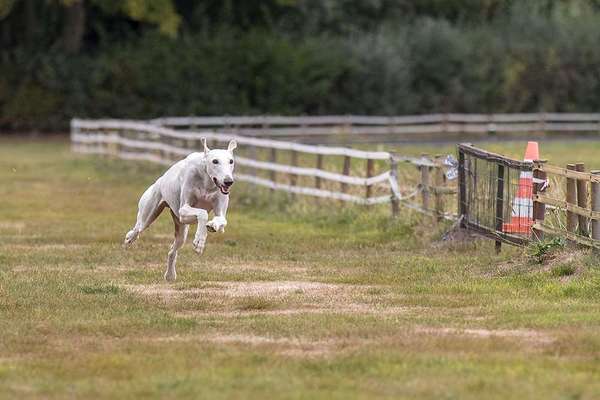 Windhunde - Treffen der besonderen Schönheiten
HERZLICH WILLKOMMEN-Beitrag-Bild