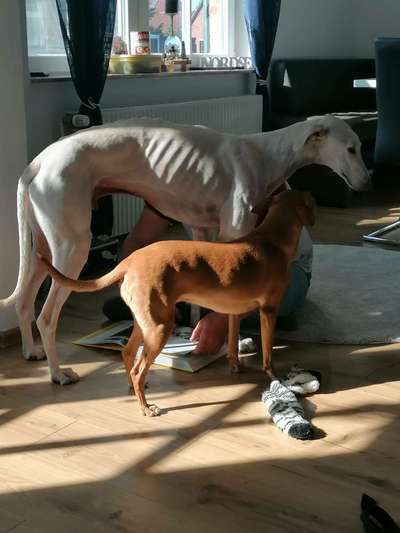 Windhunde - Treffen der besonderen Schönheiten
HERZLICH WILLKOMMEN-Beitrag-Bild