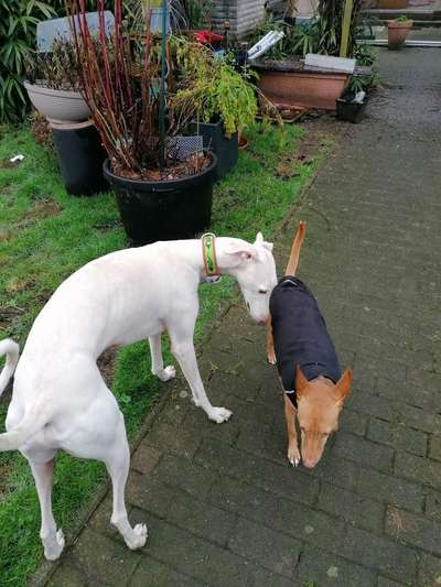 Windhunde - Treffen der besonderen Schönheiten
HERZLICH WILLKOMMEN-Beitrag-Bild