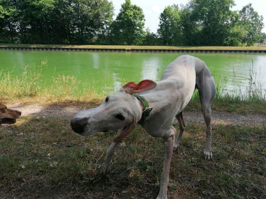 Windhunde - Treffen der besonderen Schönheiten
HERZLICH WILLKOMMEN-Beitrag-Bild