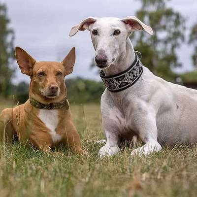 Hundetreffen-Galgo-Run-Profilbild