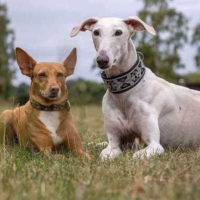 Hundetreffen-Galgo-Run