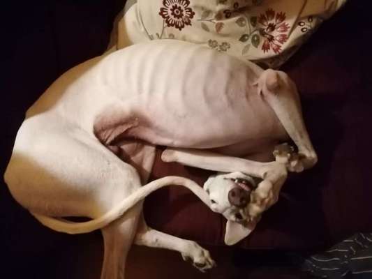 Windhunde - Treffen der besonderen Schönheiten
HERZLICH WILLKOMMEN-Beitrag-Bild