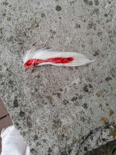 Windhunde - Treffen der besonderen Schönheiten
HERZLICH WILLKOMMEN-Beitrag-Bild