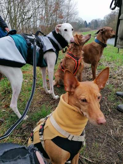 Windhunde - Treffen der besonderen Schönheiten
HERZLICH WILLKOMMEN-Beitrag-Bild
