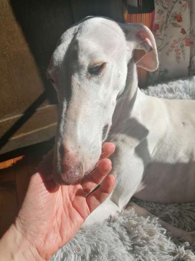 Windhunde - Treffen der besonderen Schönheiten
HERZLICH WILLKOMMEN-Beitrag-Bild