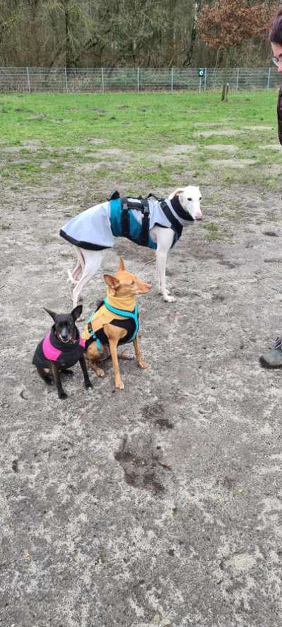 Windhunde - Treffen der besonderen Schönheiten
HERZLICH WILLKOMMEN-Beitrag-Bild