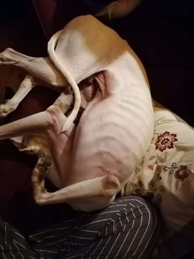 Windhunde - Treffen der besonderen Schönheiten
HERZLICH WILLKOMMEN-Beitrag-Bild