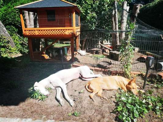 Windhunde - Treffen der besonderen Schönheiten
HERZLICH WILLKOMMEN-Beitrag-Bild