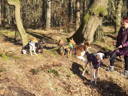 Windhunde - Treffen der besonderen Schönheiten
HERZLICH WILLKOMMEN-Beitrag-Bild